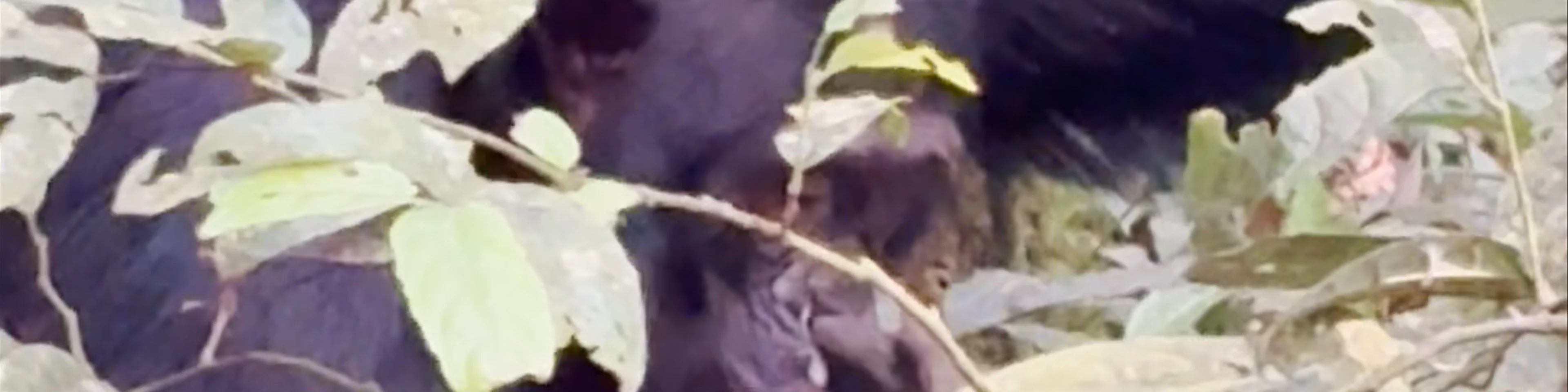 Chimp Trekking Check In