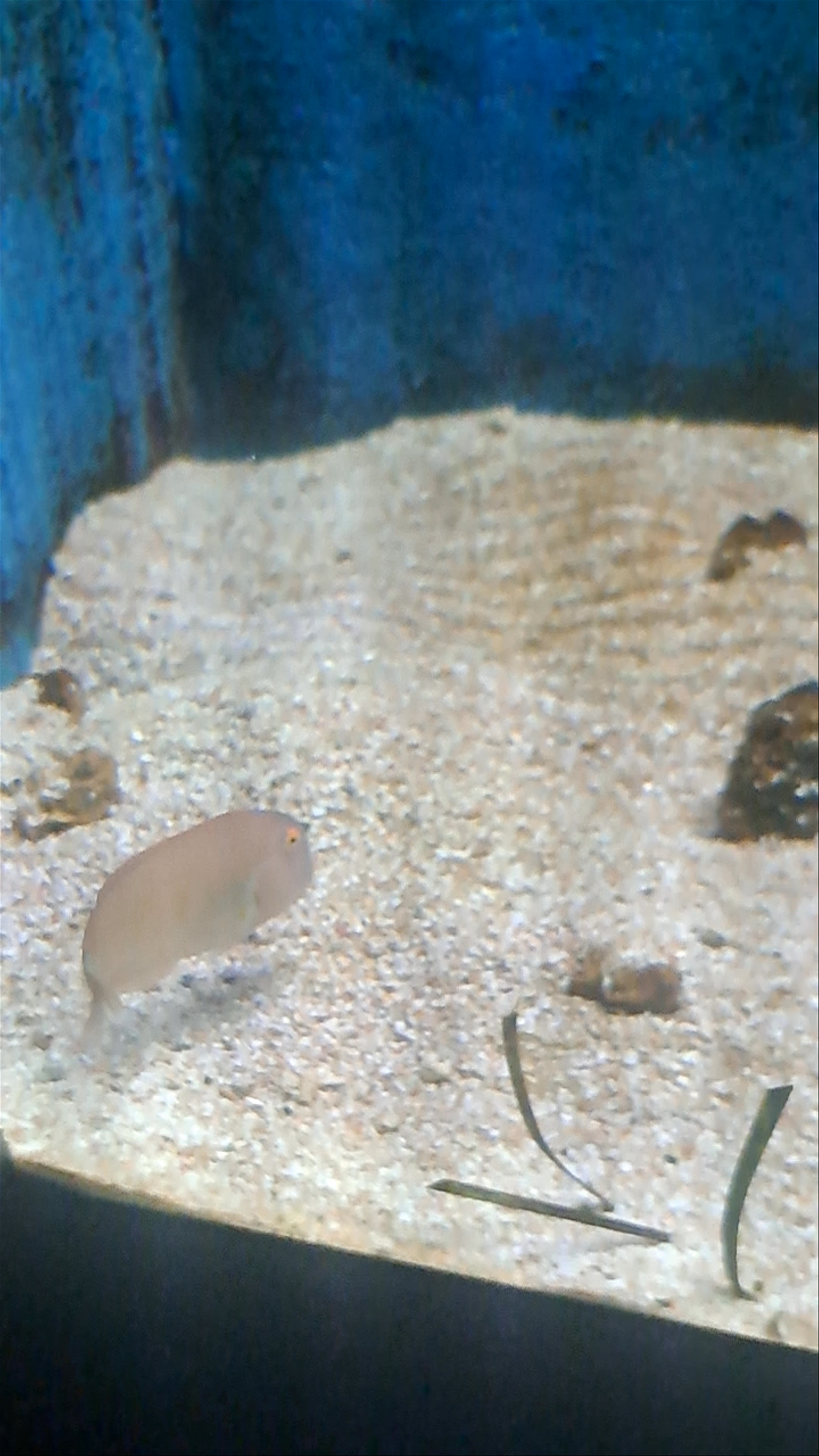 Underwater Wonders at CRETAquarium Thalassokosmos, Heraklion
