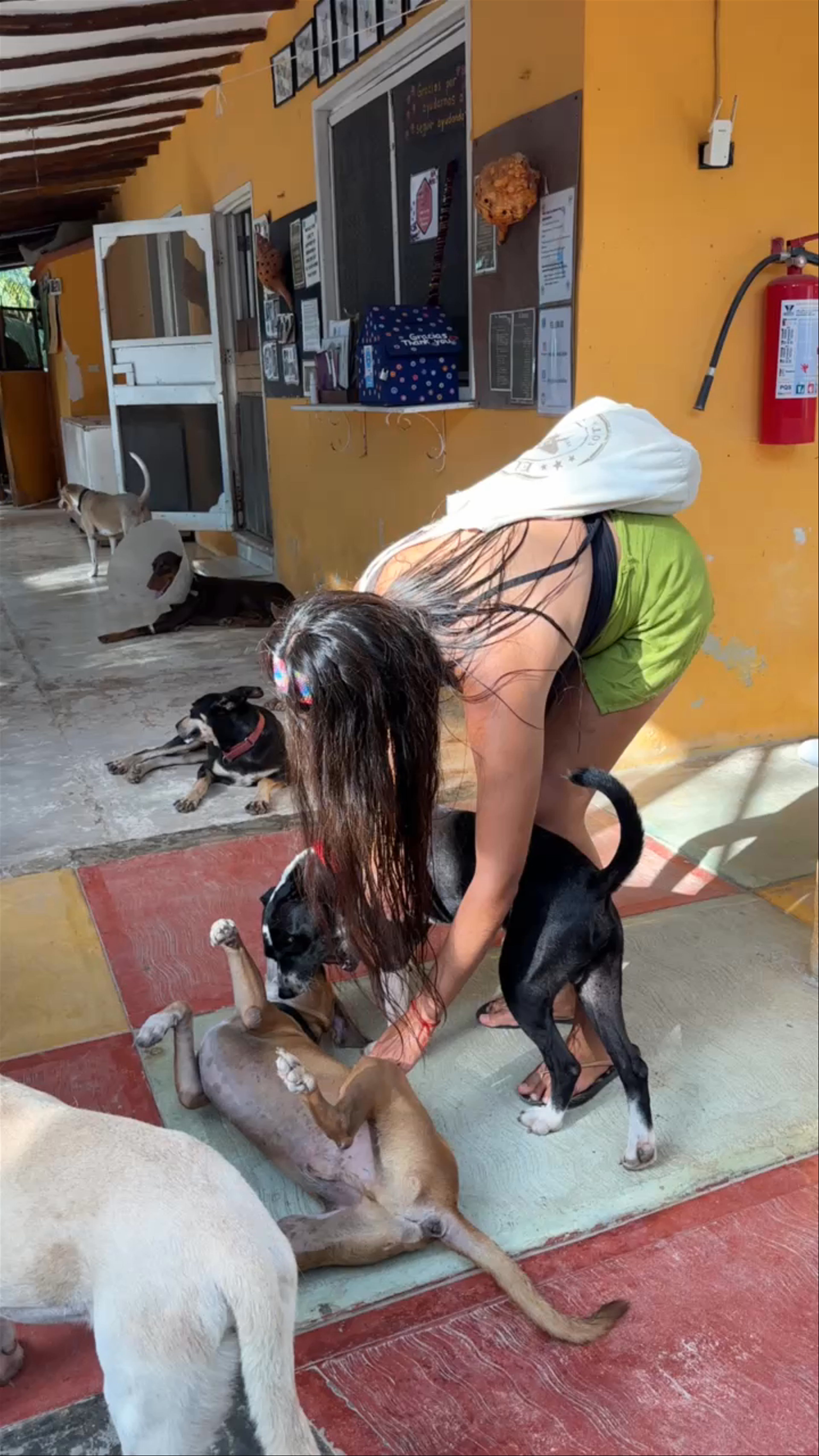 Refugio Holbox Animal Sanctuary: Heartwarming Dog Rescue in Holbox, Mexico