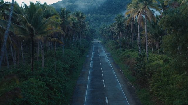 Driving through a palm tree forest