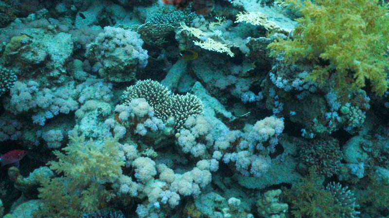 Lionfish over Coral Reef poster