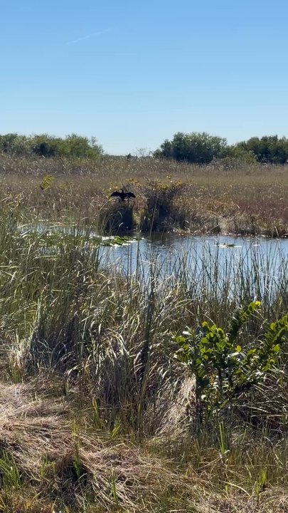 Shark Valley Tram Tours - Tours Near Me - Miami, Florida