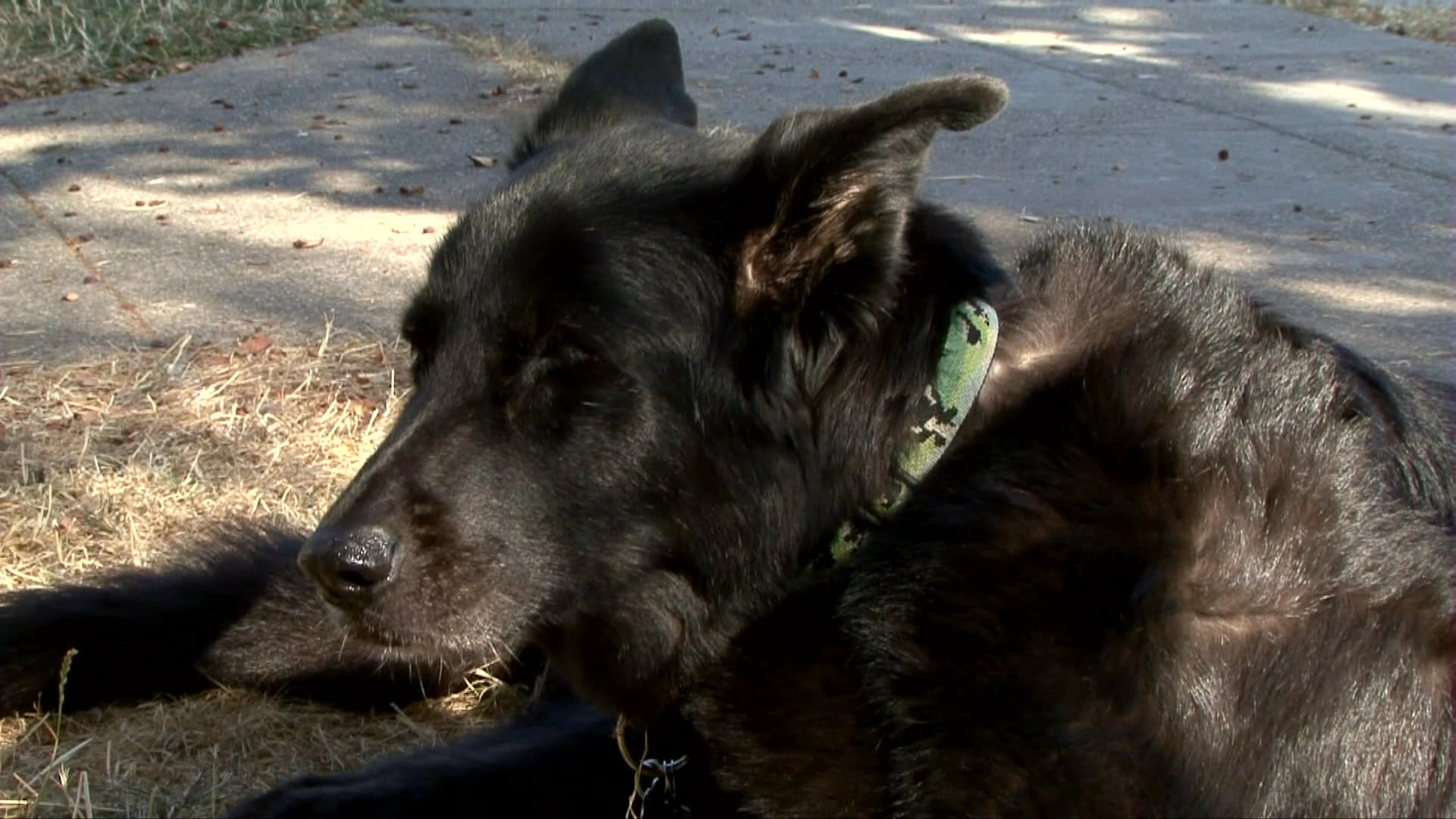 Individuals reflect on personal experiences through a series of interview segments, interspersed with scenes of a dog resting in domestic and outdoor environments.