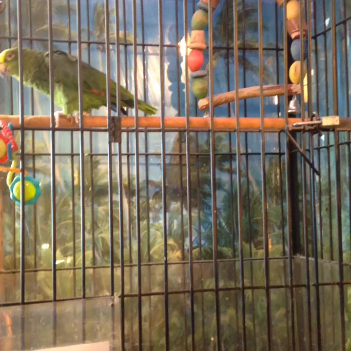 Sinbads Treasure Chest - Sinbad saying "hello" - Gift Shops Near Me - Madeira Beach, Florida