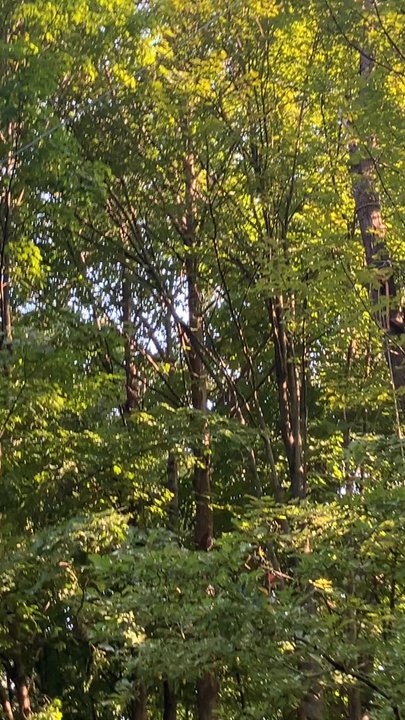 Lemus Tree Service & More - Prepping trees for trimming - Tree Services Near Me
