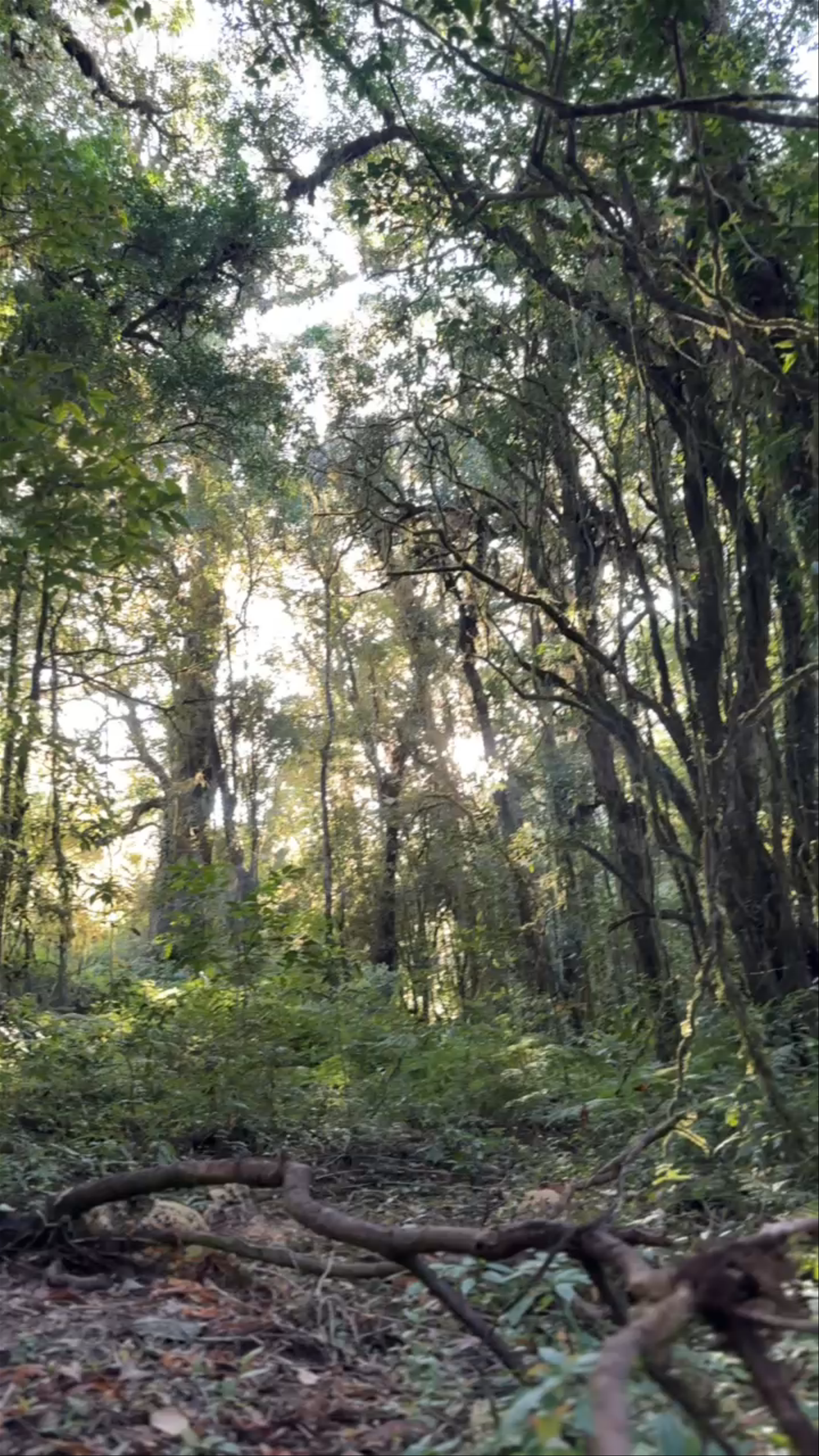 Ang Ka Nature Trail: Serene Forest Walk in Mae Chaem, Chiang Mai