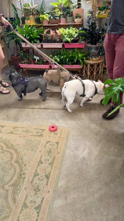 Eden House Botanicals - Frenchies - Nurseries & Gardening Near Me - Austin, Texas
