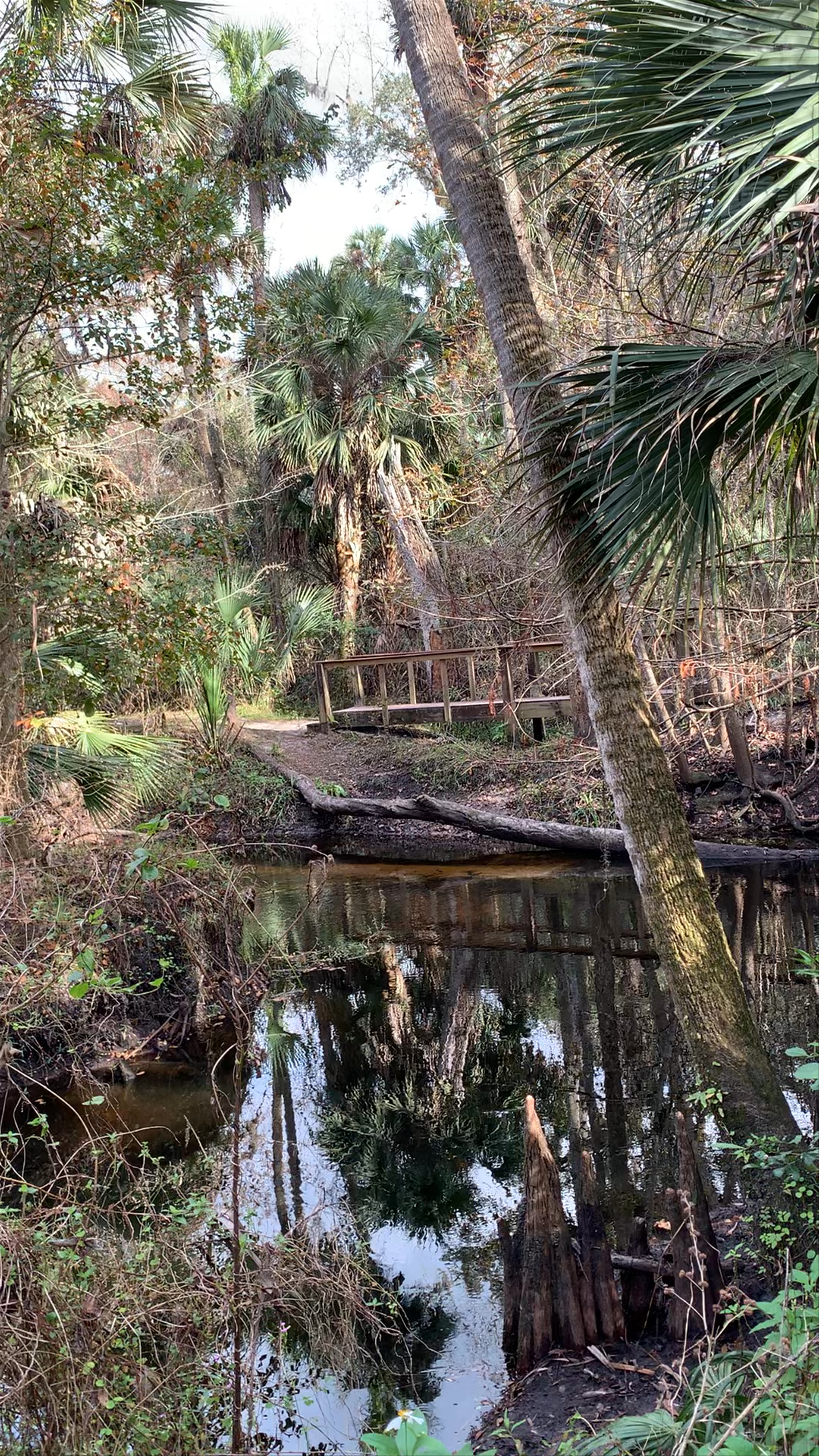Exploring Bear Creek Nature Trail in Winter Springs, Florida