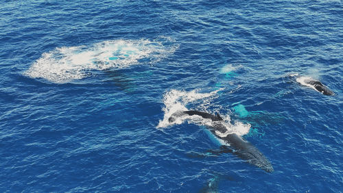 Untitled Work animated gif