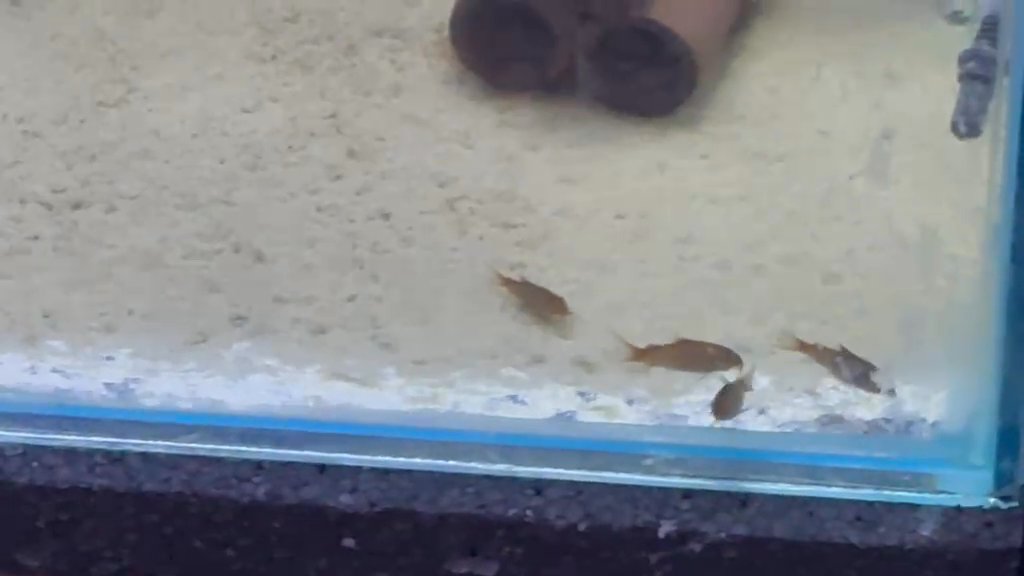 Fireball corydoras (Osteogaster hephaestus)