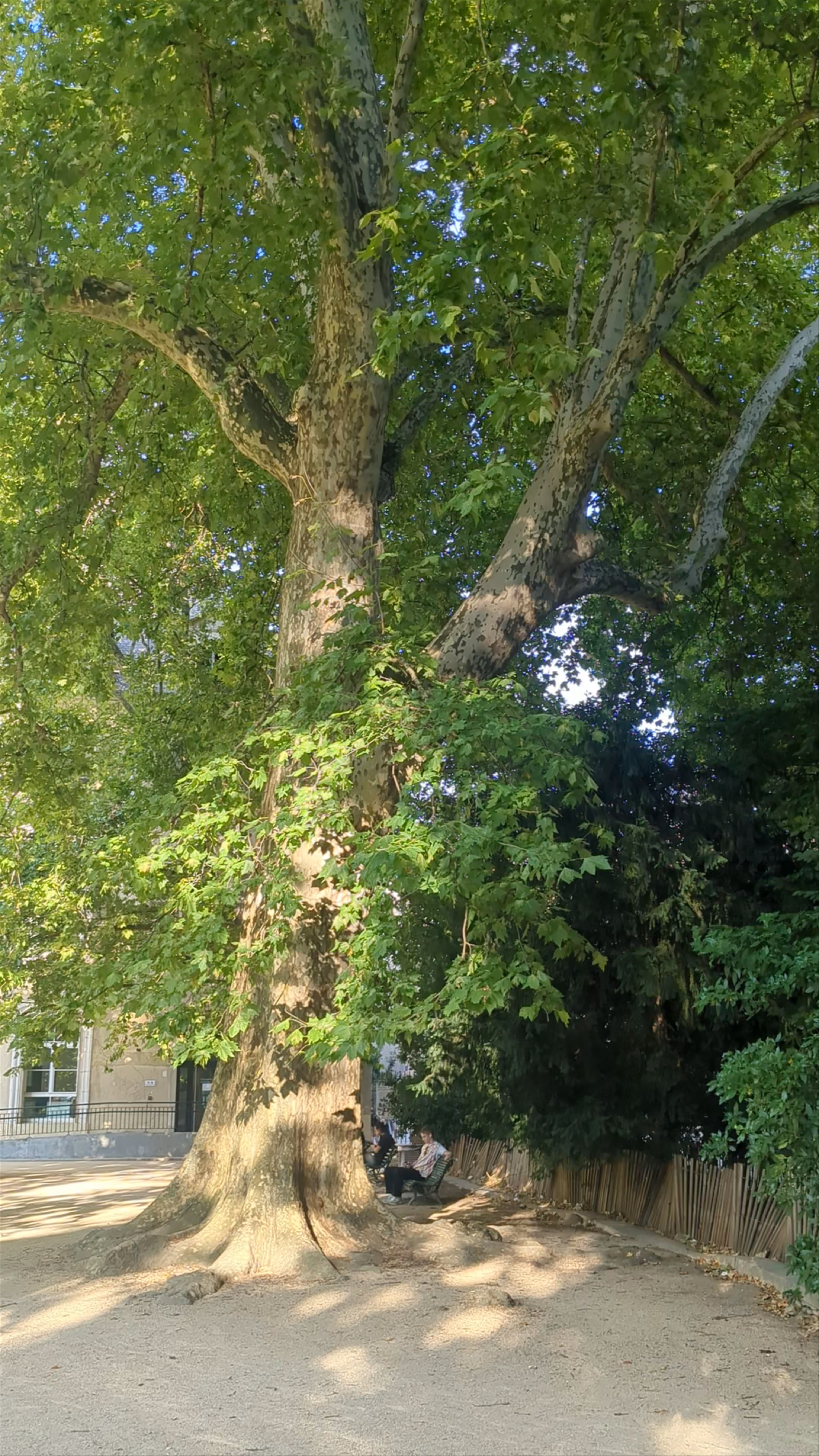 Golden Hour Serenity at Jardin de Ville, Grenoble