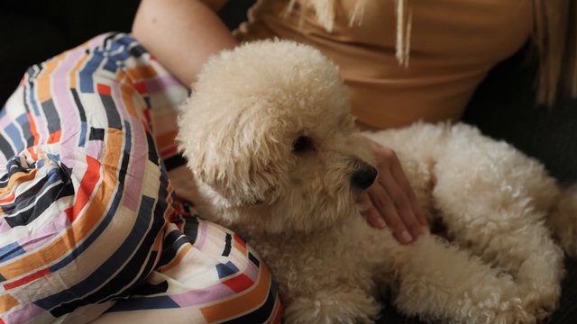 Pets & Animals category cover image
