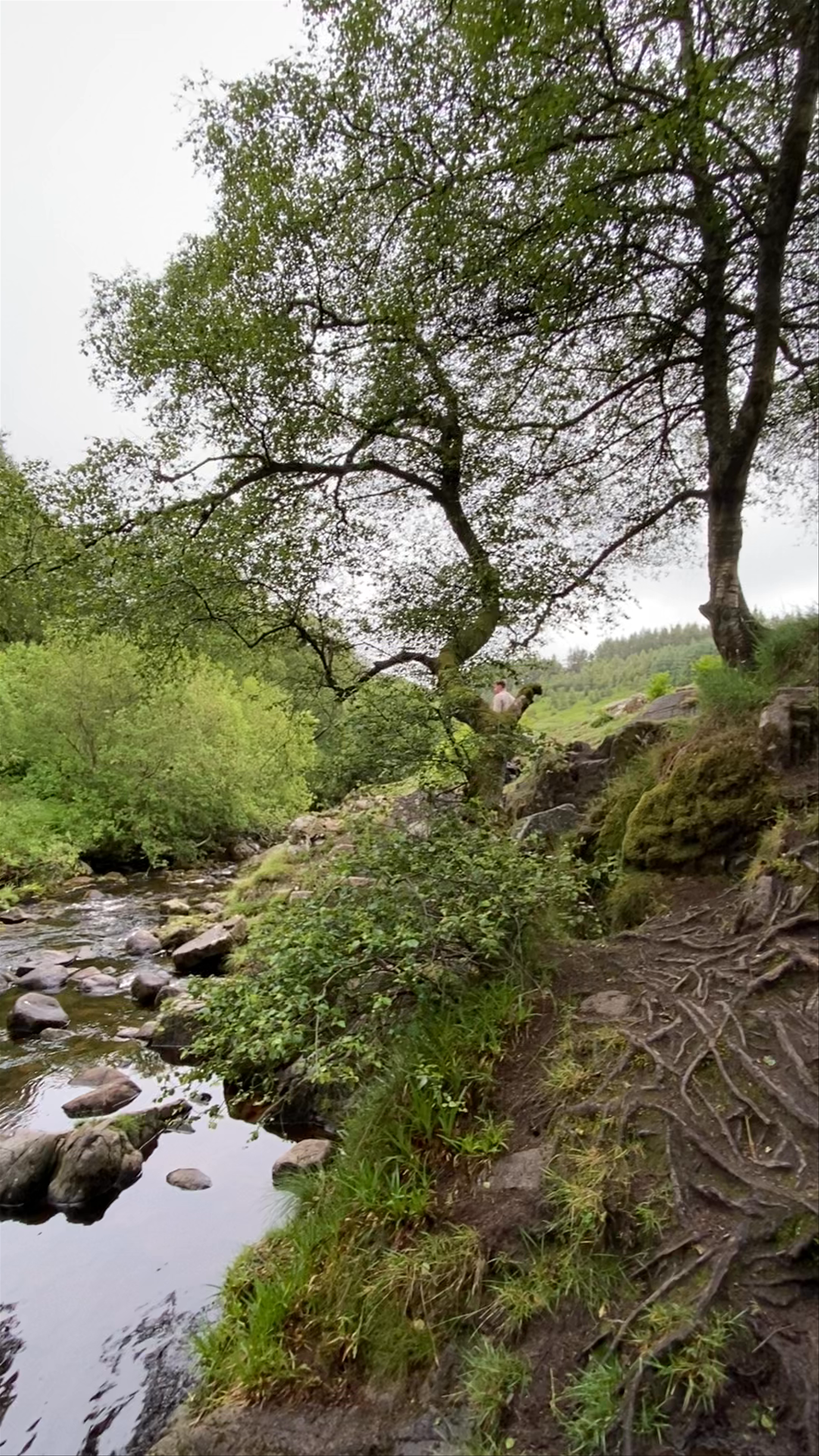 Linhope Spout Waterfall: Serene Woodland Escape in Northumberland