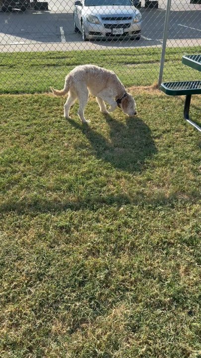 Love's Travel Stop - Dog park - Convenience Stores Near Me - Weatherford, Texas