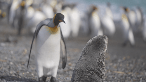 Antarctic fur seals and King Penguins animated gif