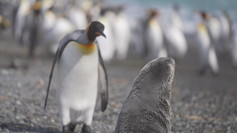 Antarctic fur seals and King Penguins poster