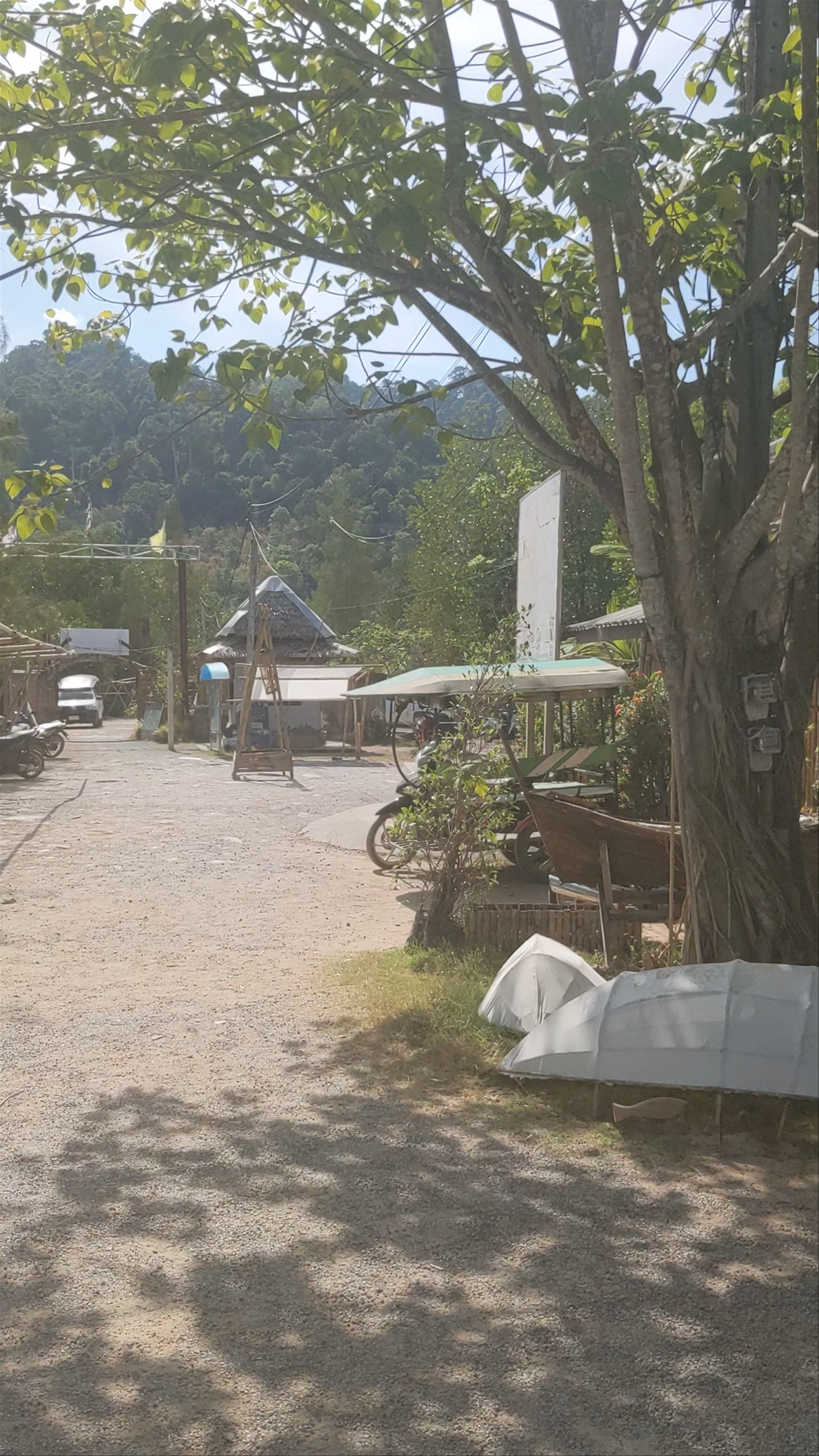 Tung Yee Peng Pier (Mangrove tour - Eco tourism)