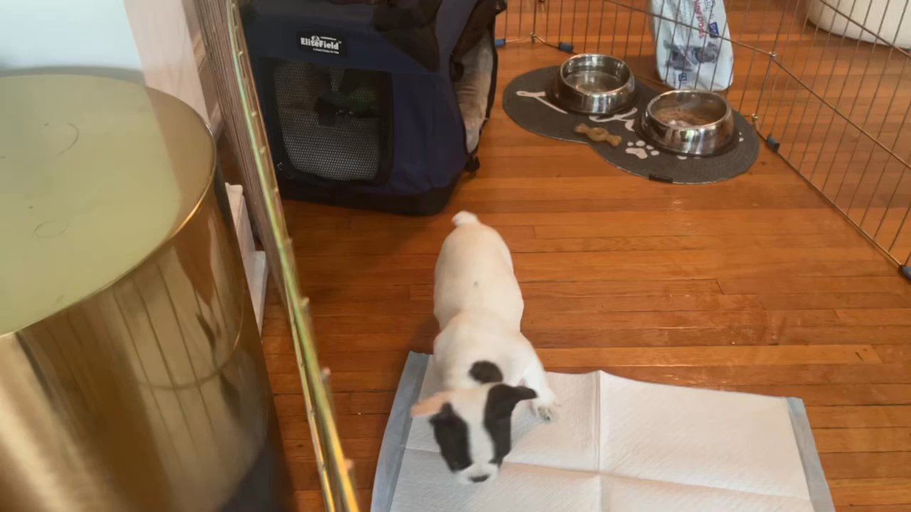 Palisades Veterinary Clinic - My dog feels already better ! - Veterinarians Near Me - Washington, DC, District of Columbia