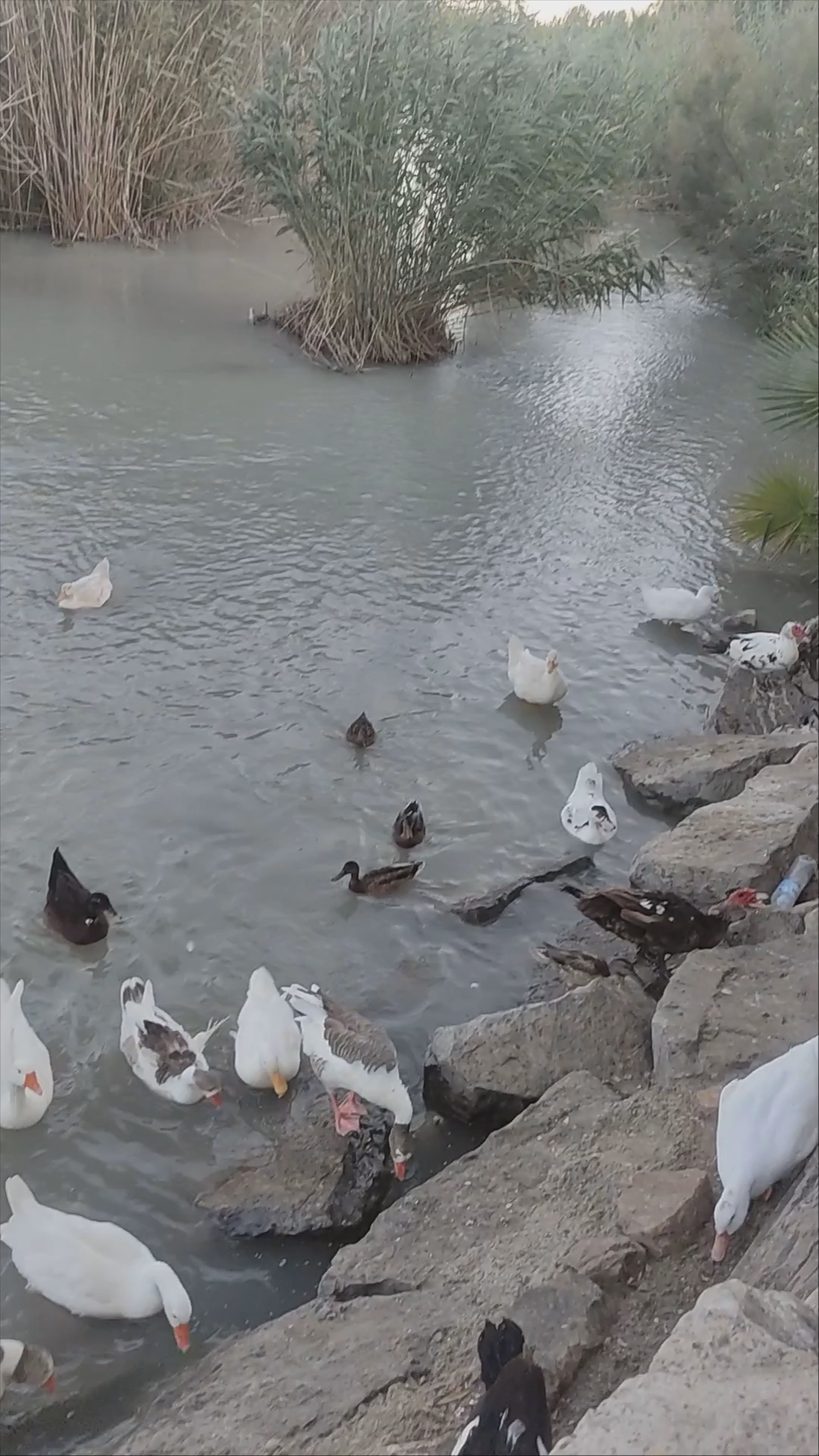 Peaceful Wildlife Scene at Puente Viejo de Archena