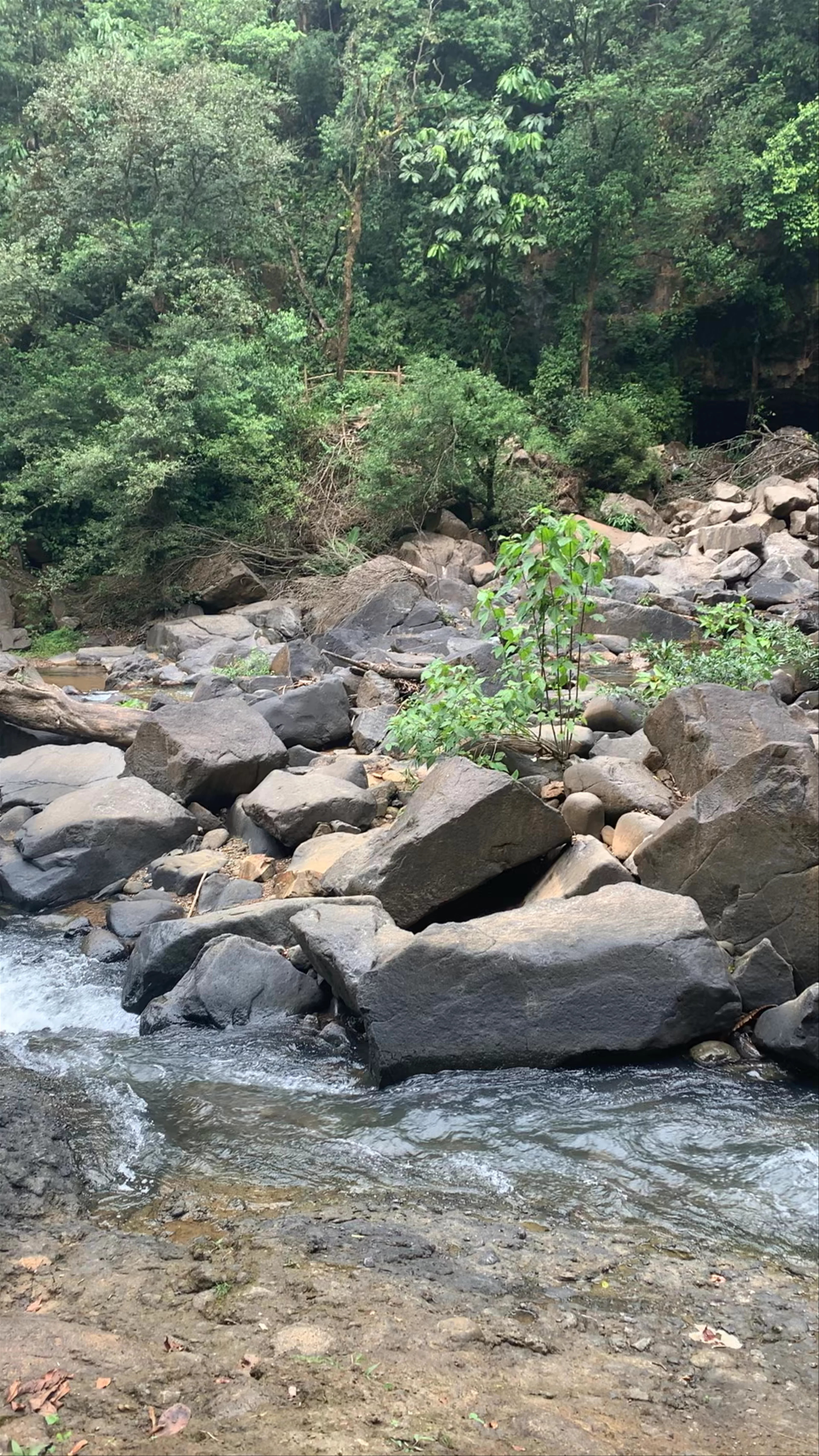 Nauyaca Waterfall Nature Park, San José Province, Pérez Zeledón, Costa Rica