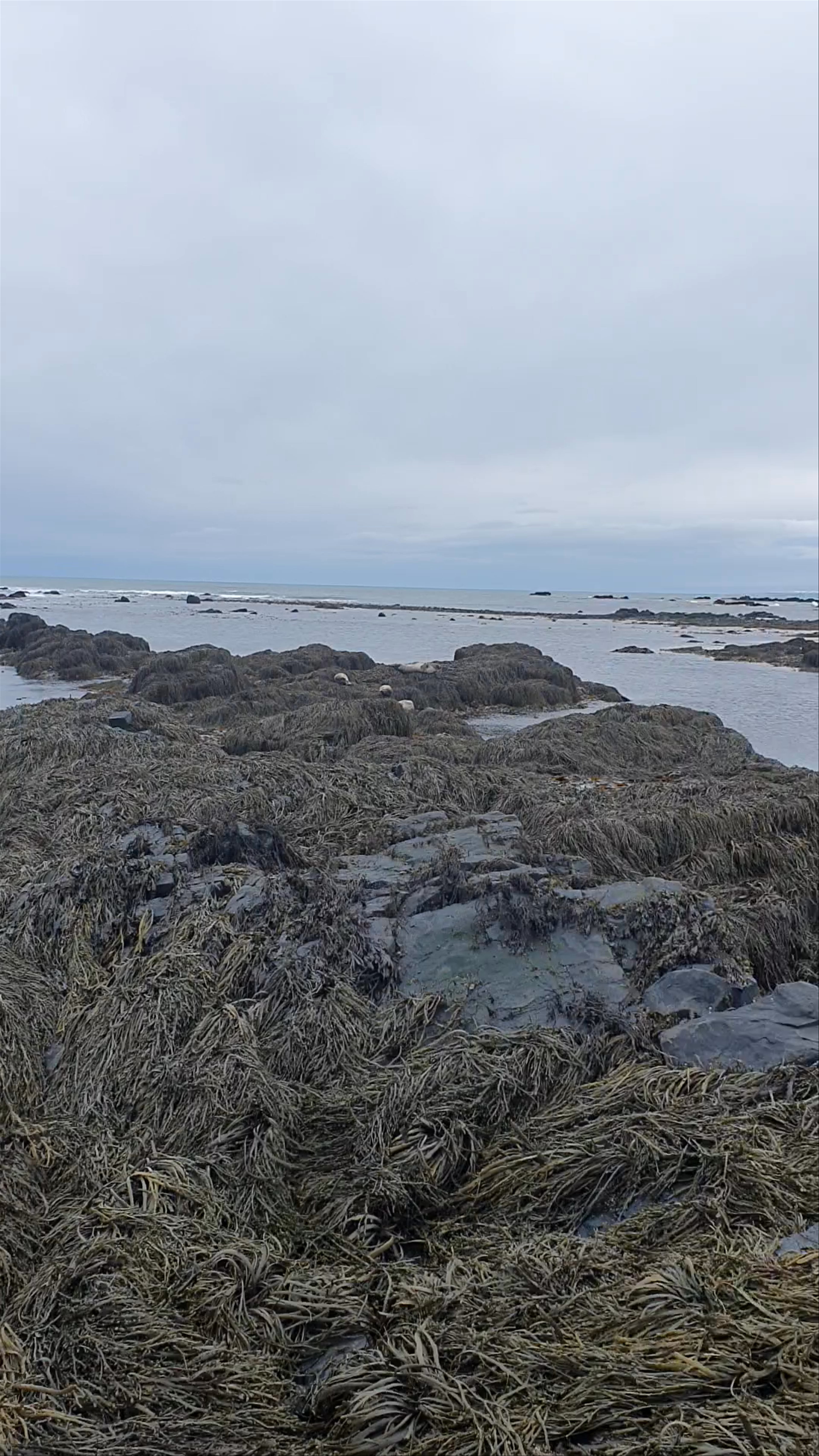 Iceland Coastal Tidal Pools and Seal Colony