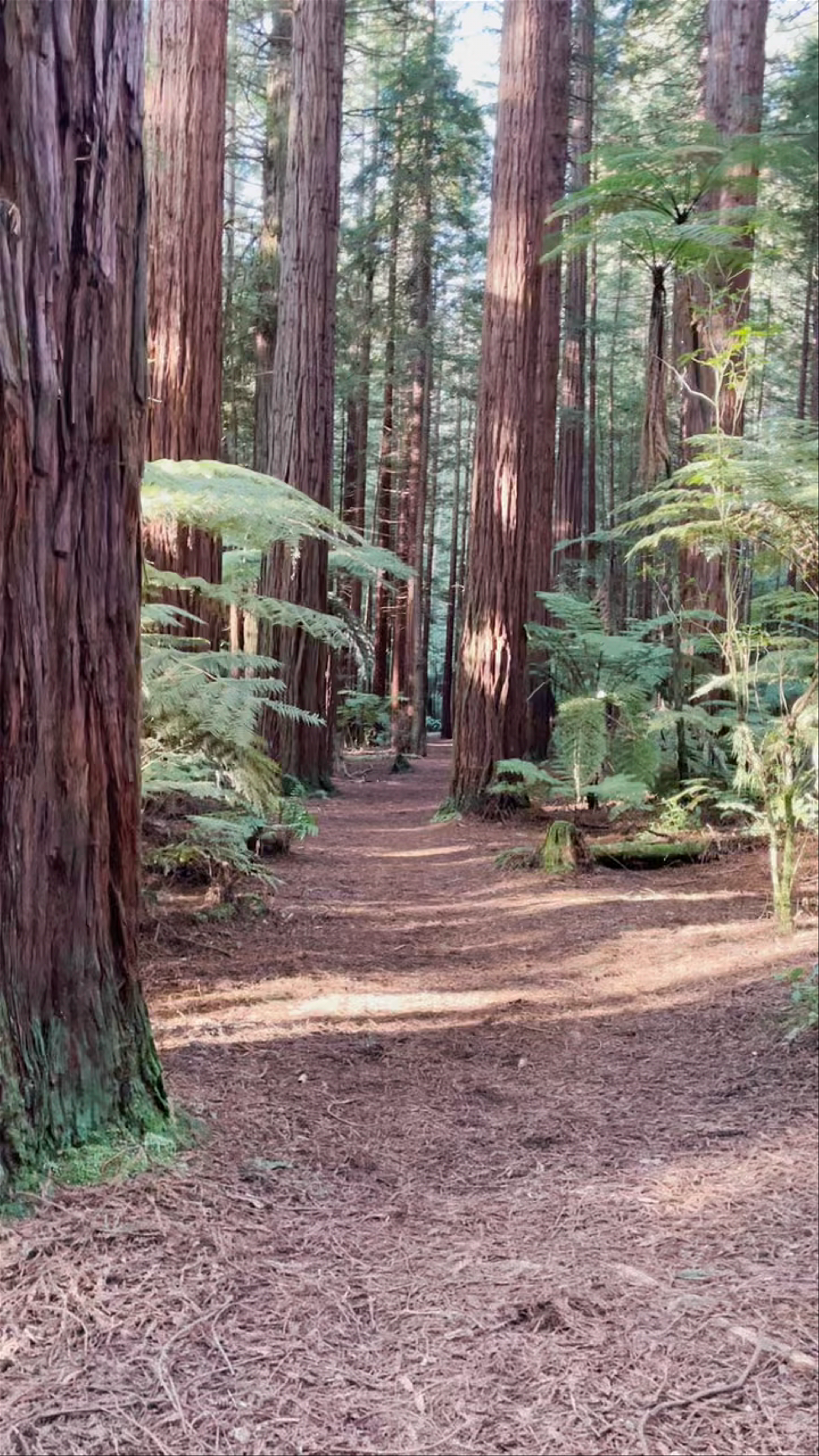Redwoods – Whakarewarewa Forest