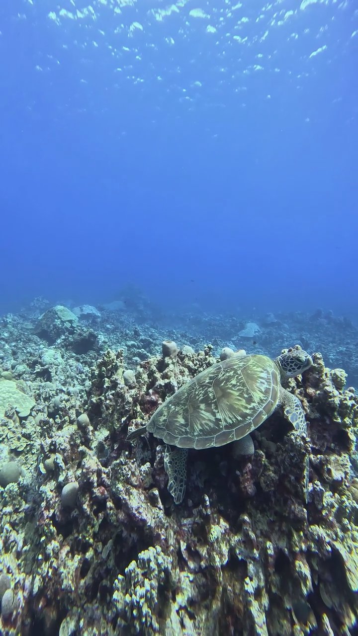 the ocean is another world 🌊
🎥 JUN HO LEE · Pexels
#ocean #underwater #marinelife #nature #relax