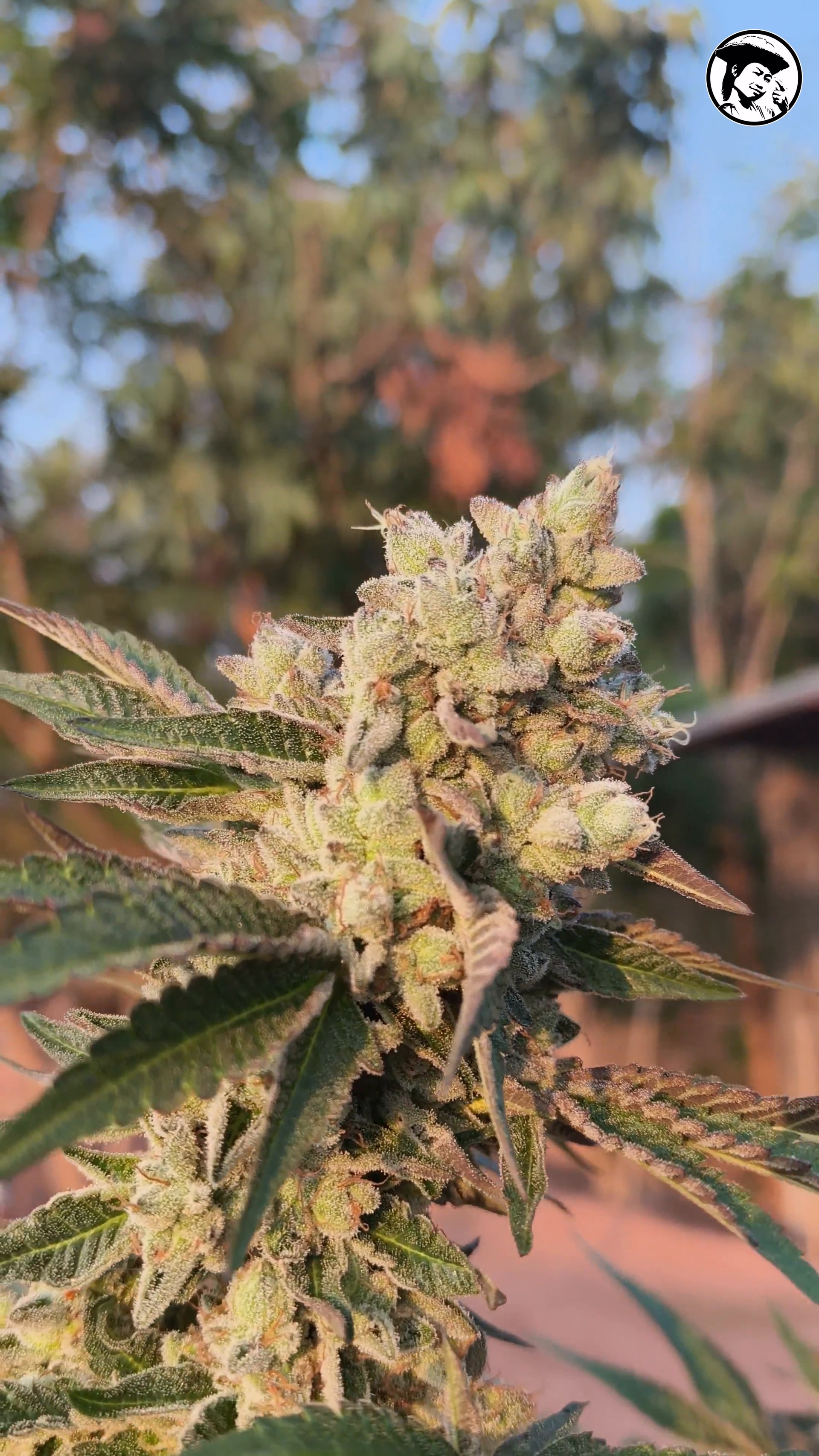 Lemon Nips Cannabis at Prempavee Farm 2026