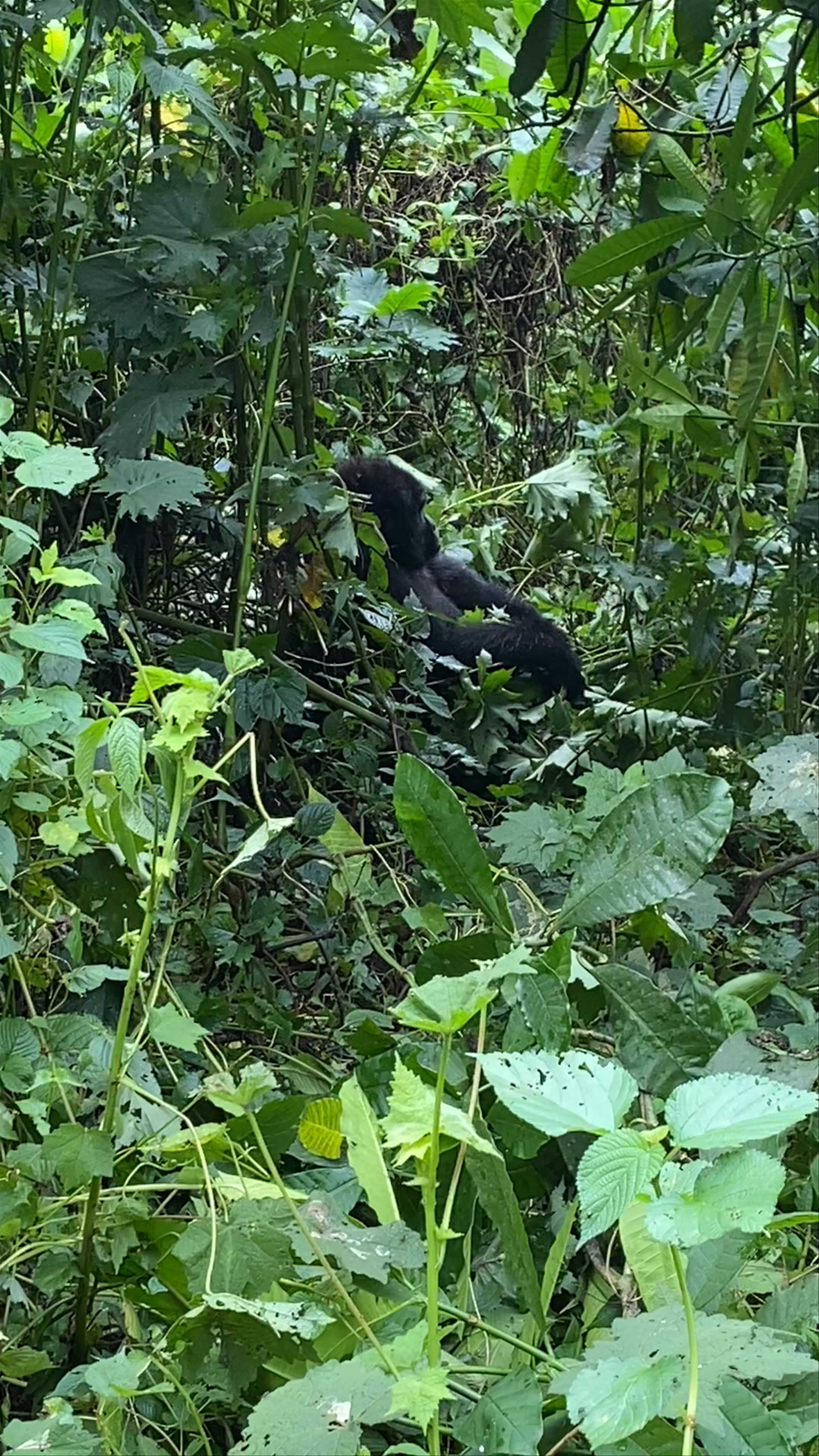 Bwindi Impenetrable Forest