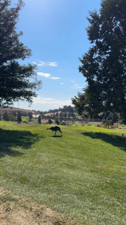 Blue Rock Springs Golf Course - Wild turkey and great views - Golf Near Me - Vallejo, California