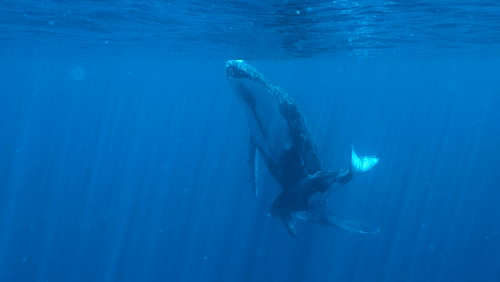 Humpback Whale Mother and Calf animated gif