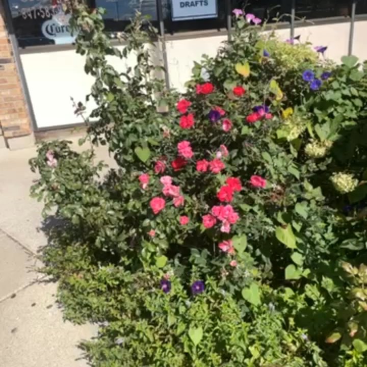 Goodi's Restaurant - Greek Near Me - Niles, Illinois