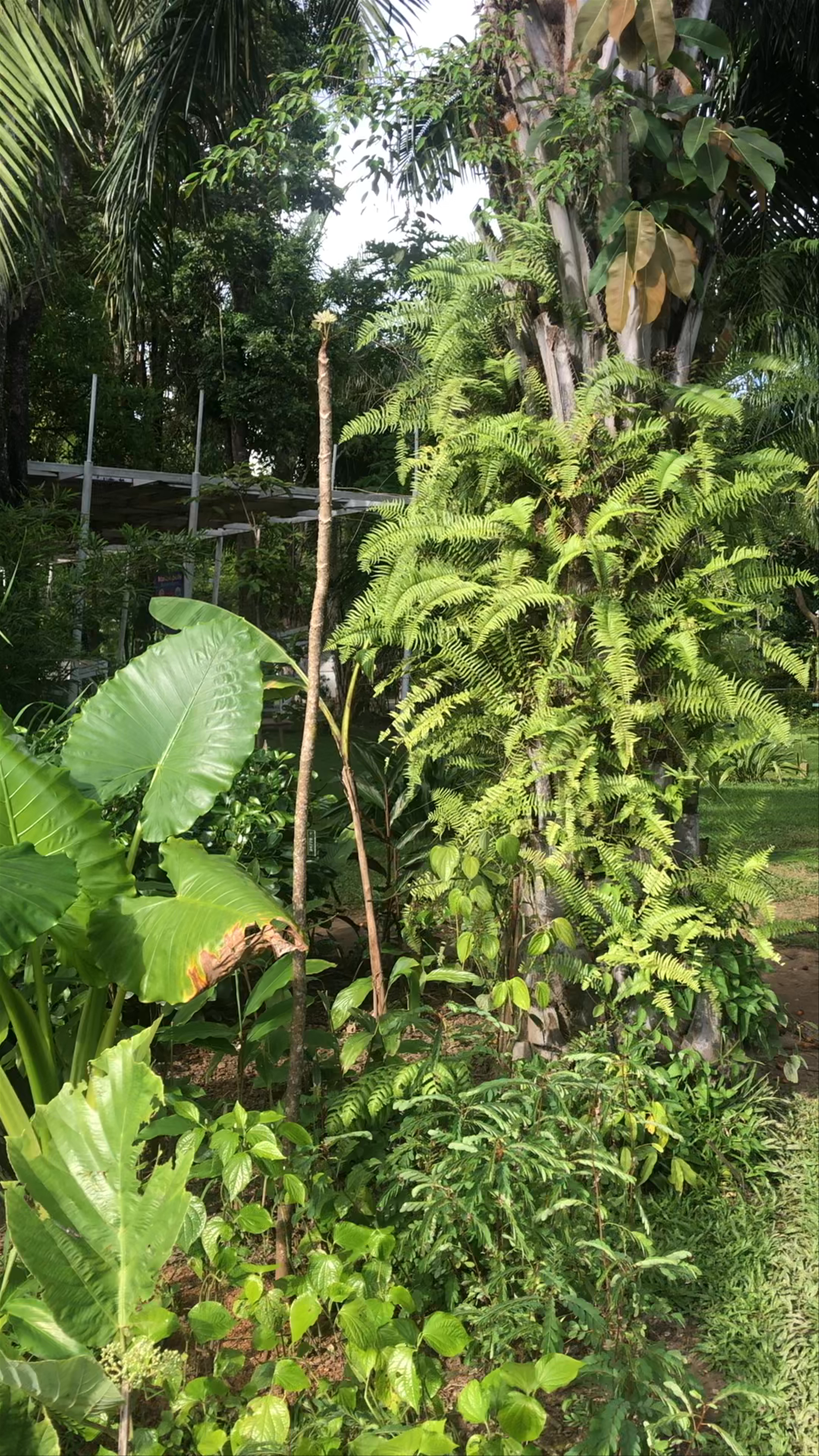 Royal Park Rajapruek