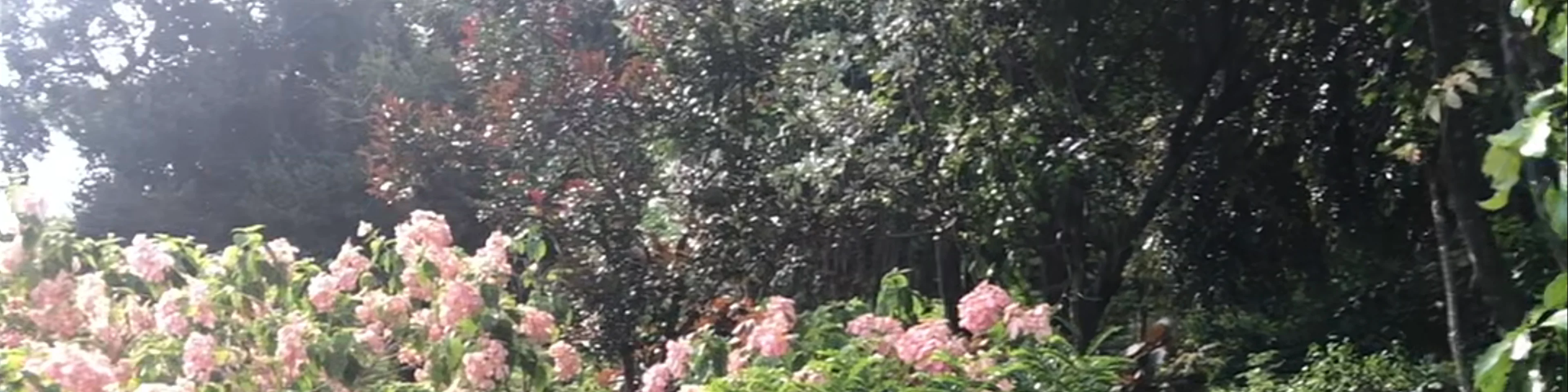 Royal Park Rajapruek