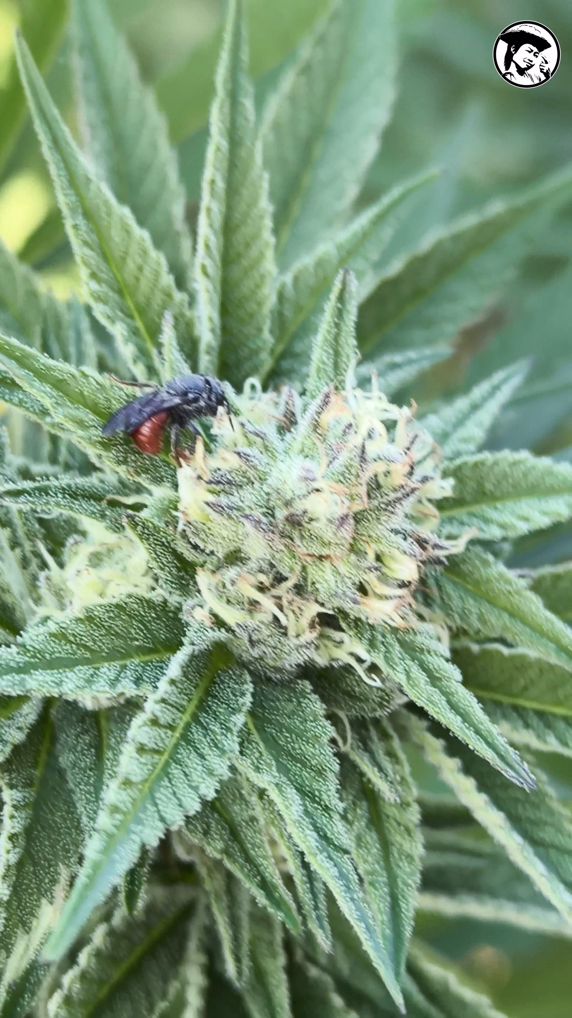 A fly killed by chemical pesticides on a cannabis flower