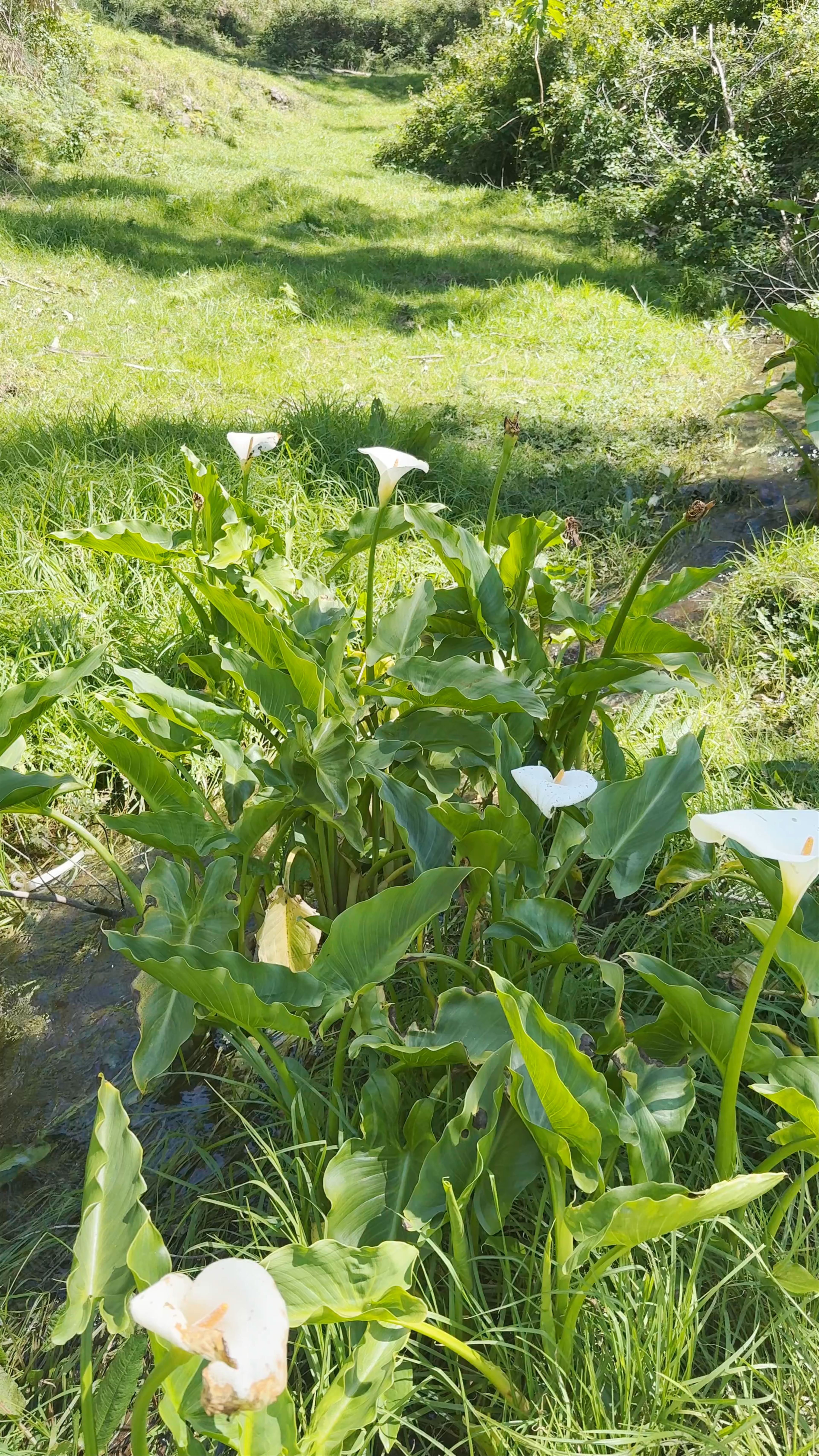 Levada Nova da Ribeira da Vaca