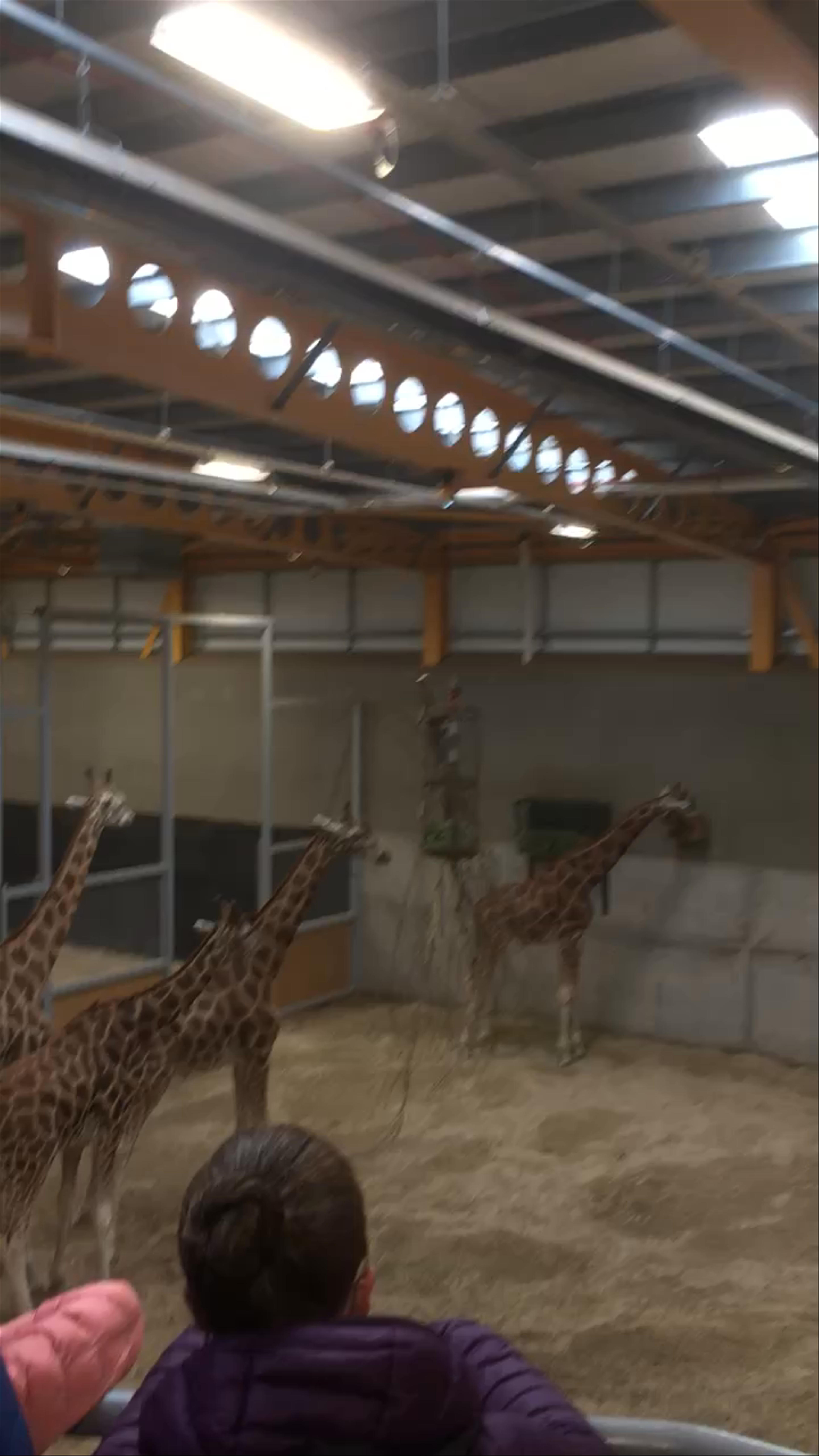 Close Encounter with Giraffes at Edinburgh Zoo