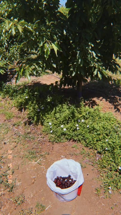 Kelsey Cherry Pickin' Farm - Pick Your Own Farms Near Me - Byron, California