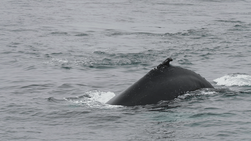 Untitled Work animated gif