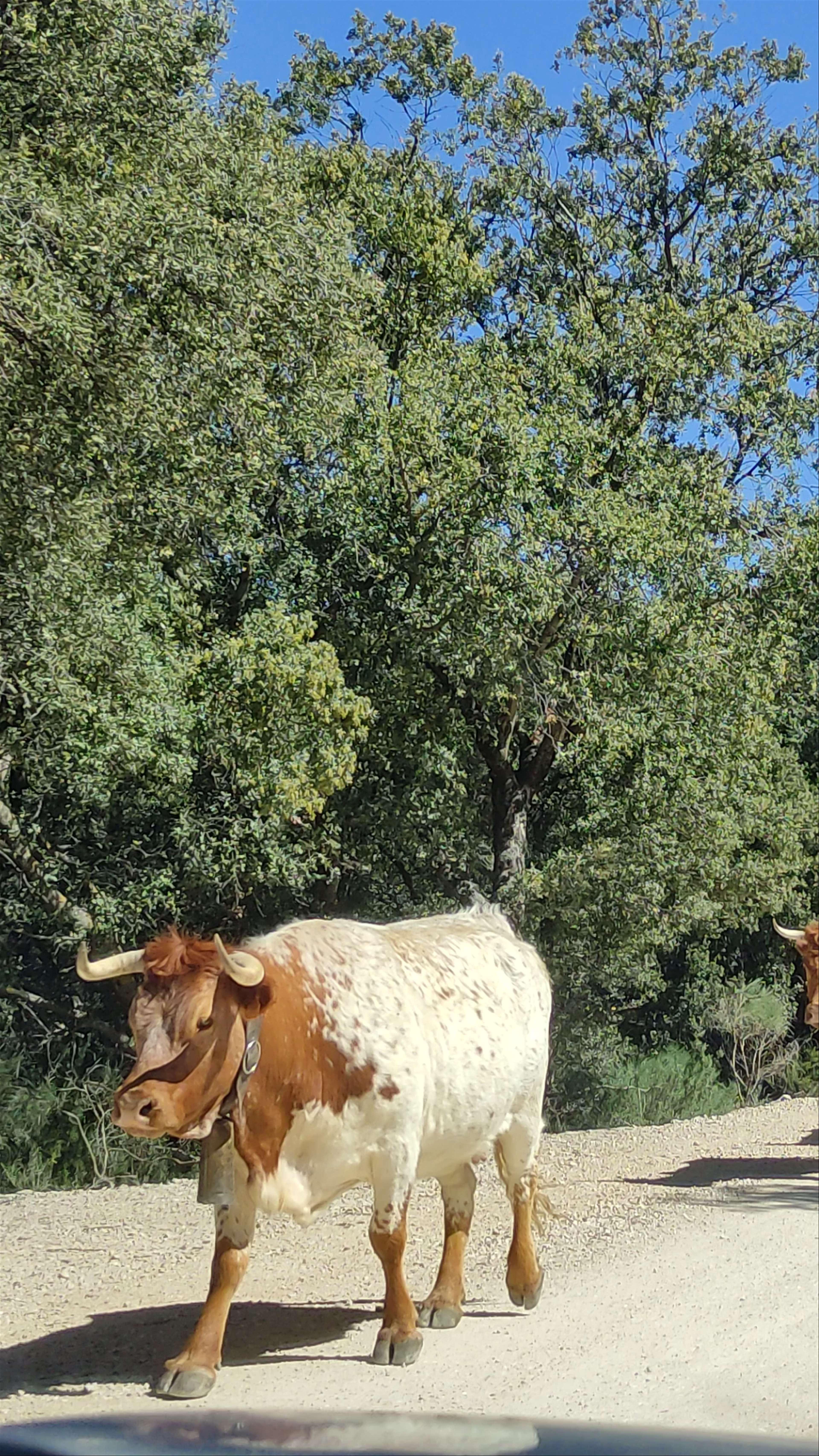 Cattle Drive in Sierra de Castril Natural Park, Spain