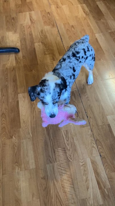 Pineway Golf Course - Restaurant mascot and I playing floor golf - Golf Near Me - Lebanon, Oregon