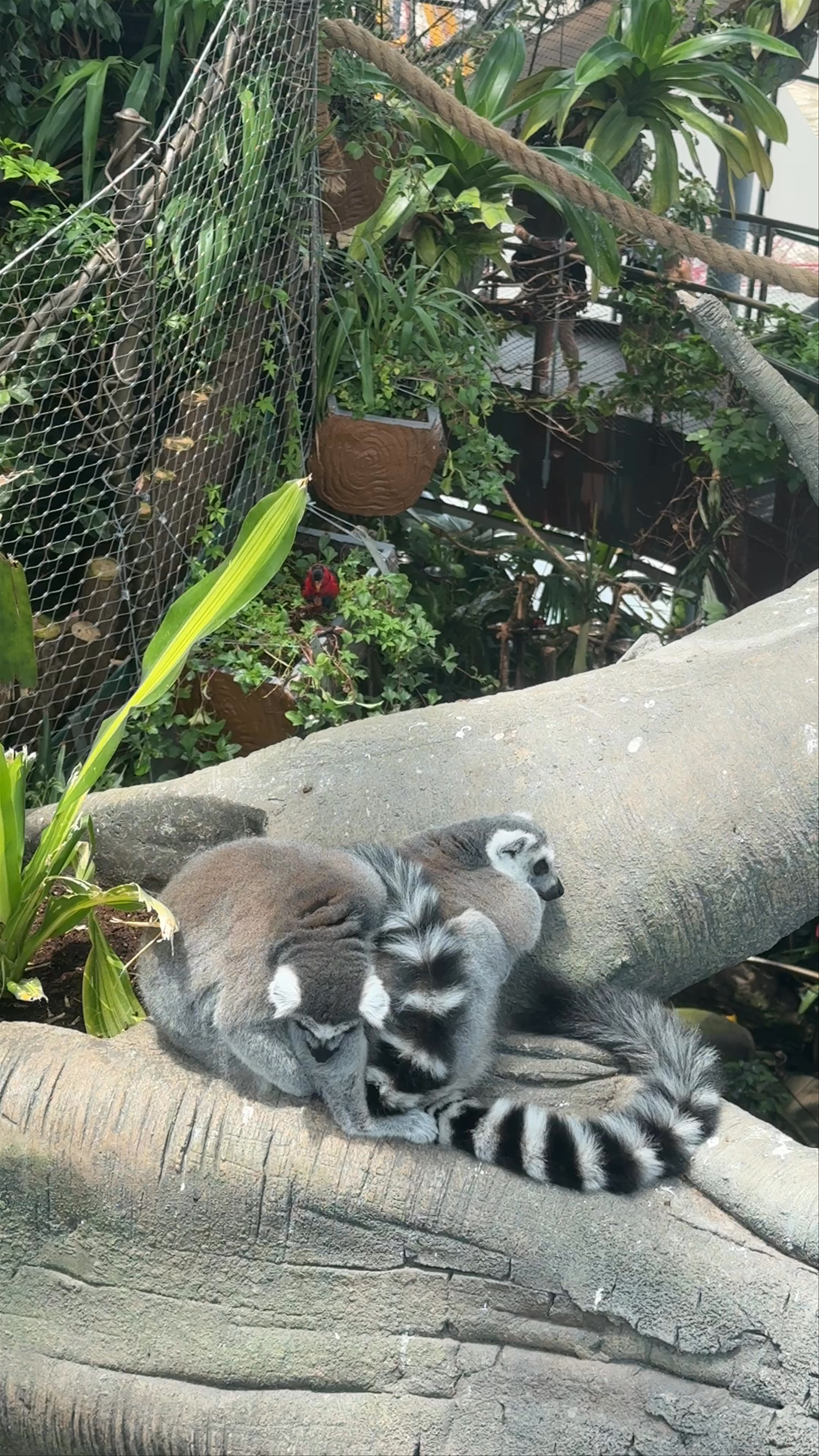 The Green Planet Dubai - Dubai - United Arab Emirates