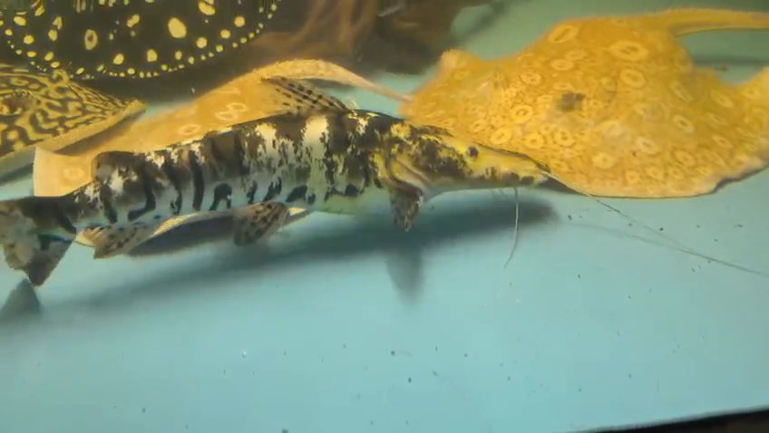 Tiger shovelnose catfish