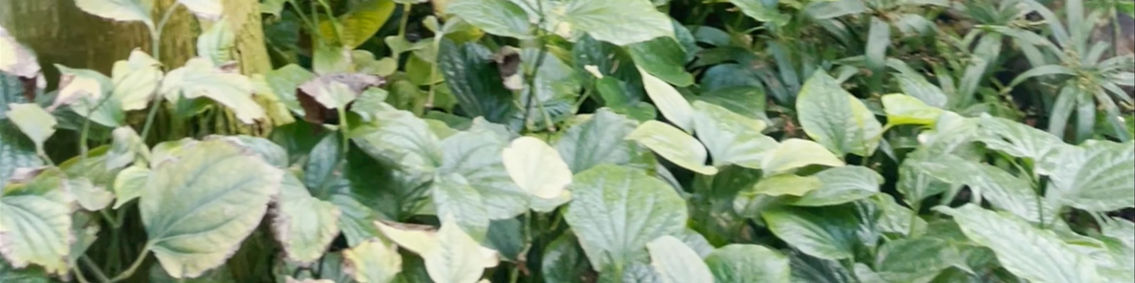 Jardin Botanique de Lyon
