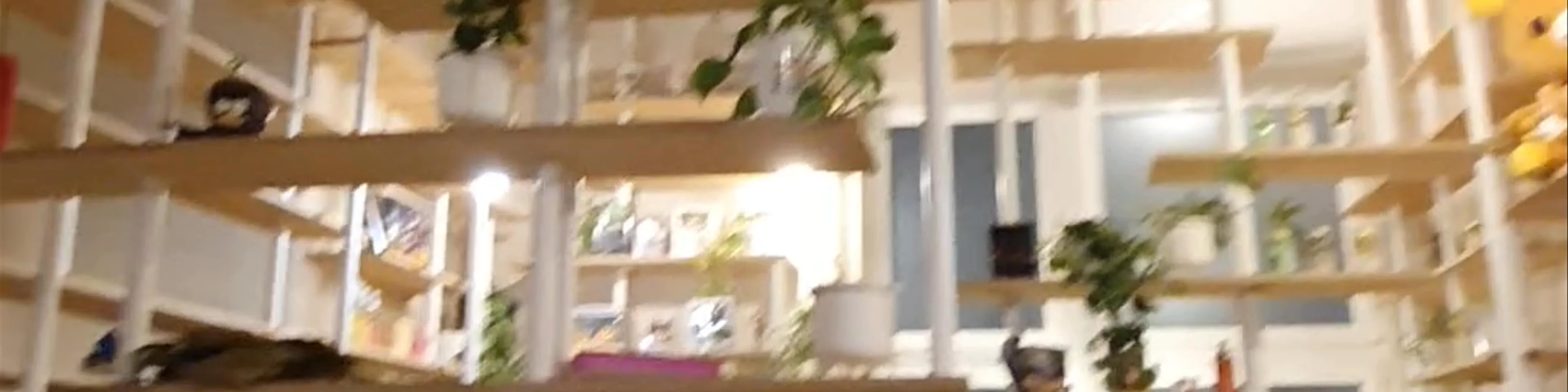 Vegan Ramen Shop