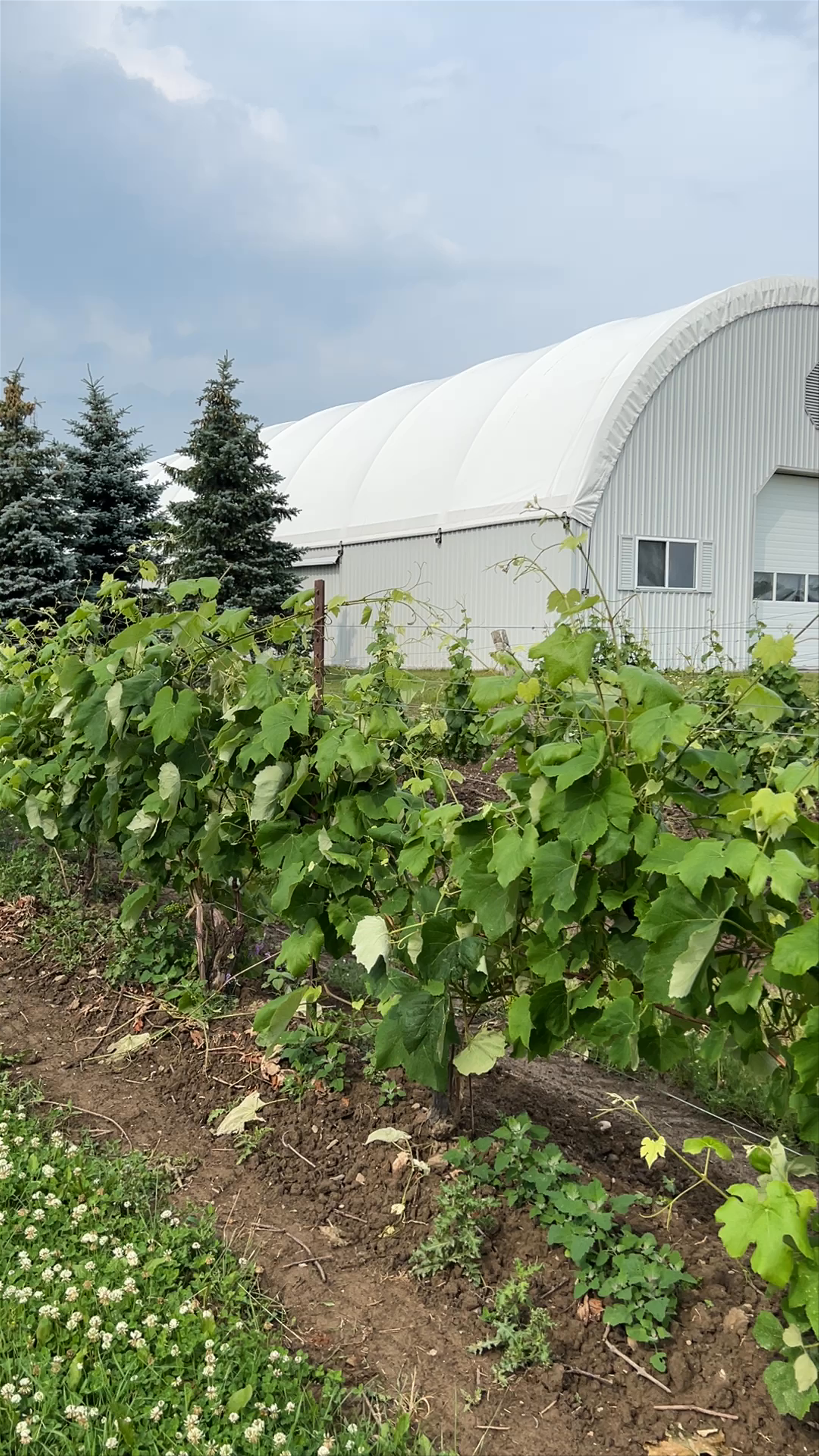 Commisso Estate Winery