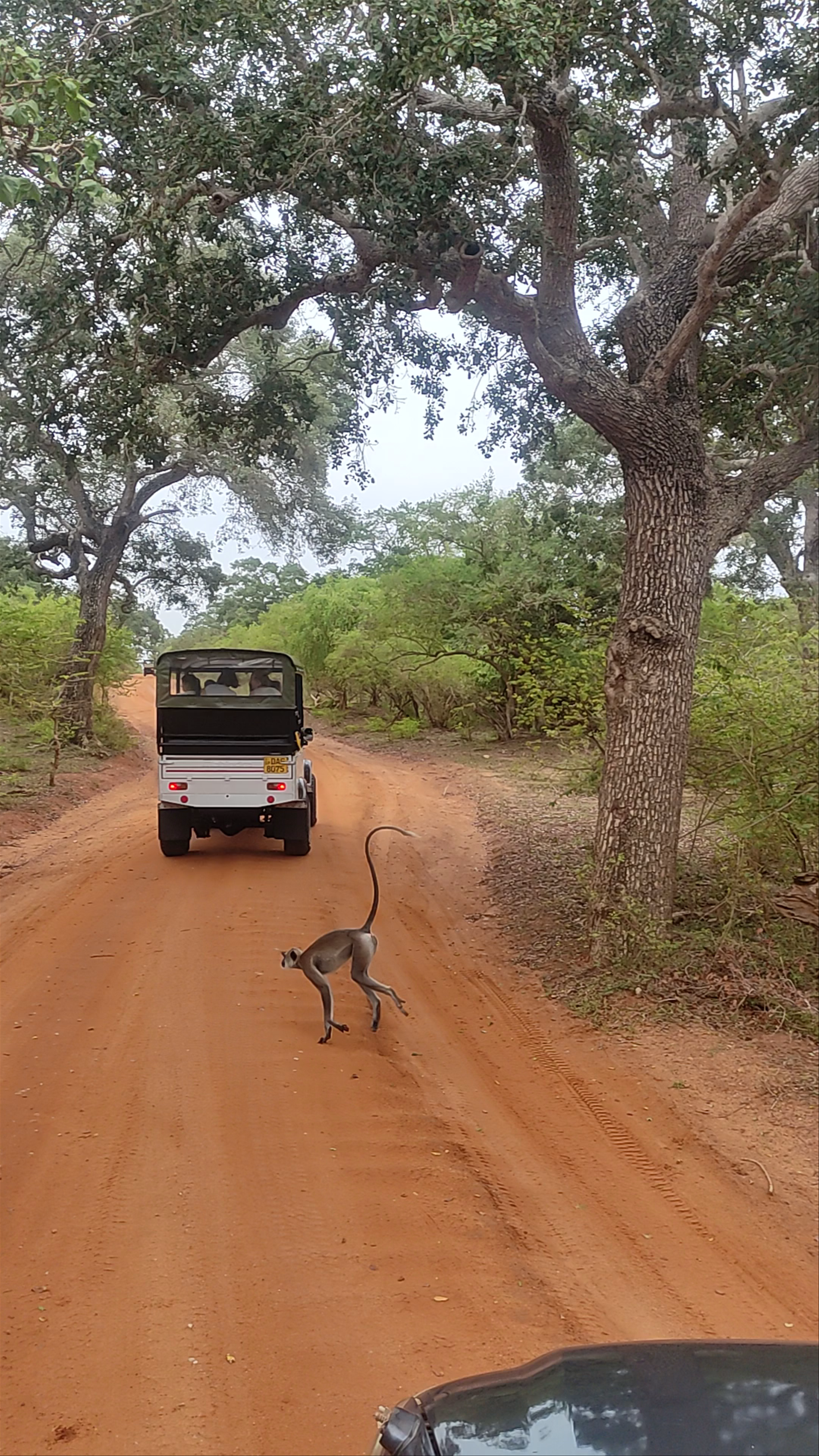 Yala National Park Sri Lanka