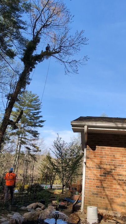 Mountain Tree Professionals - That's Omar up there. He is amazing to watch. His crew work well together. - Tree Services Near Me - Pisgah Forest, North Carolina