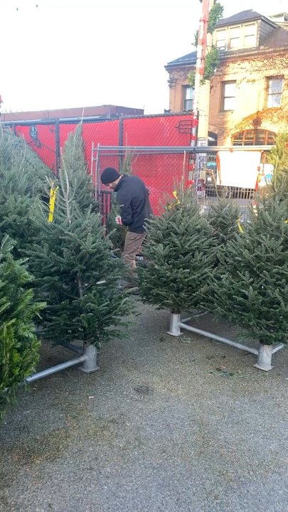 Boston Christmas Trees - Christmas Trees Near Me - Brighton, Massachusetts
