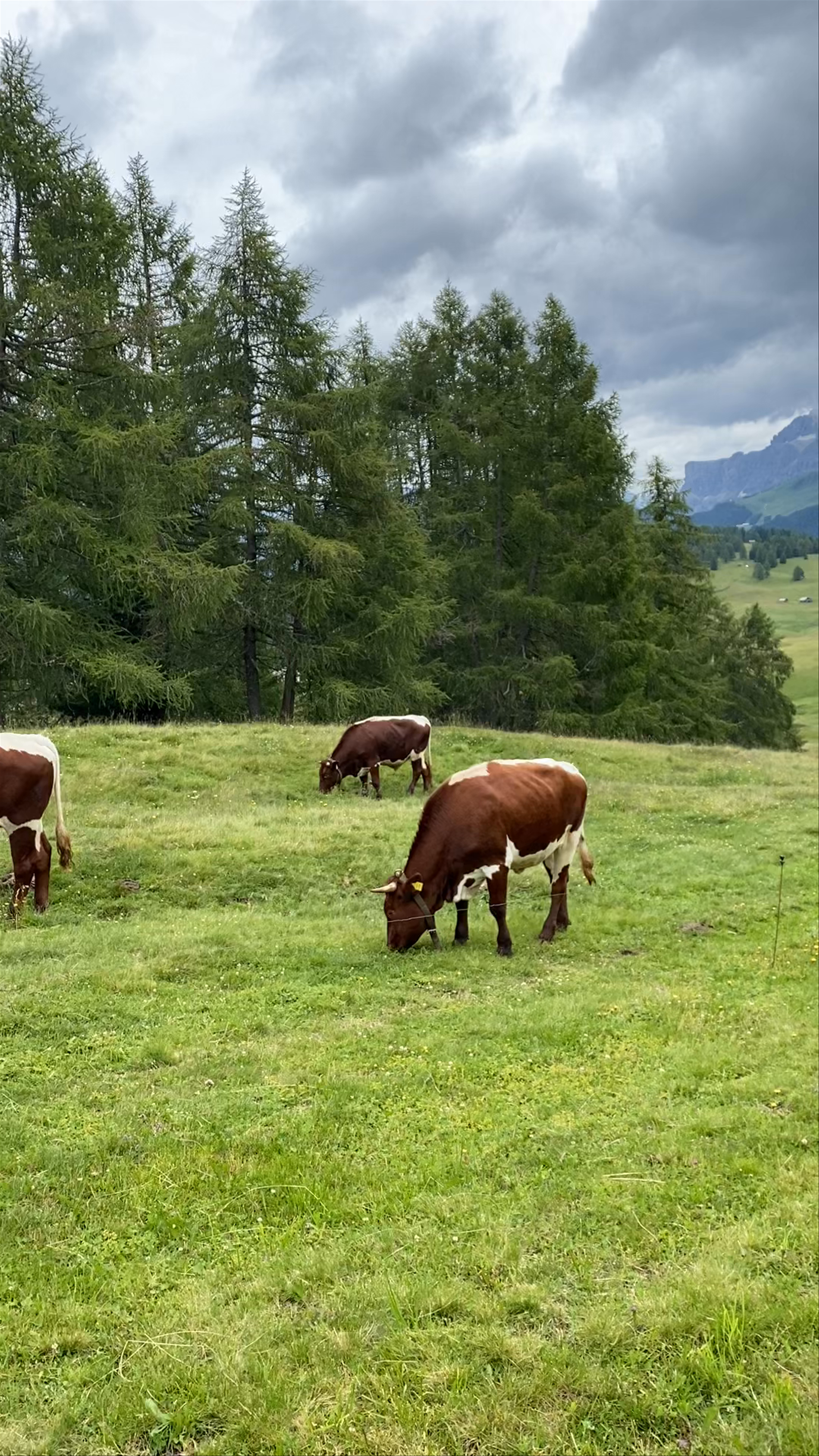 Alpe di Siusi